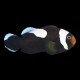 Saddleback Clown