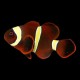 Yellowstripe Maroon Clownfish