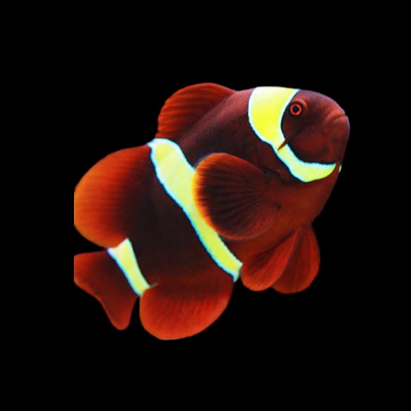 Yellowstripe Maroon Clownfish