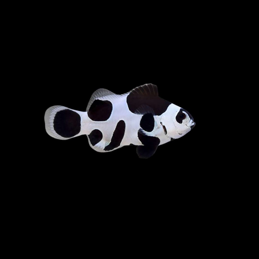 Black storm ocellaris Clown Fish