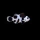 Black storm ocellaris Clown Fish