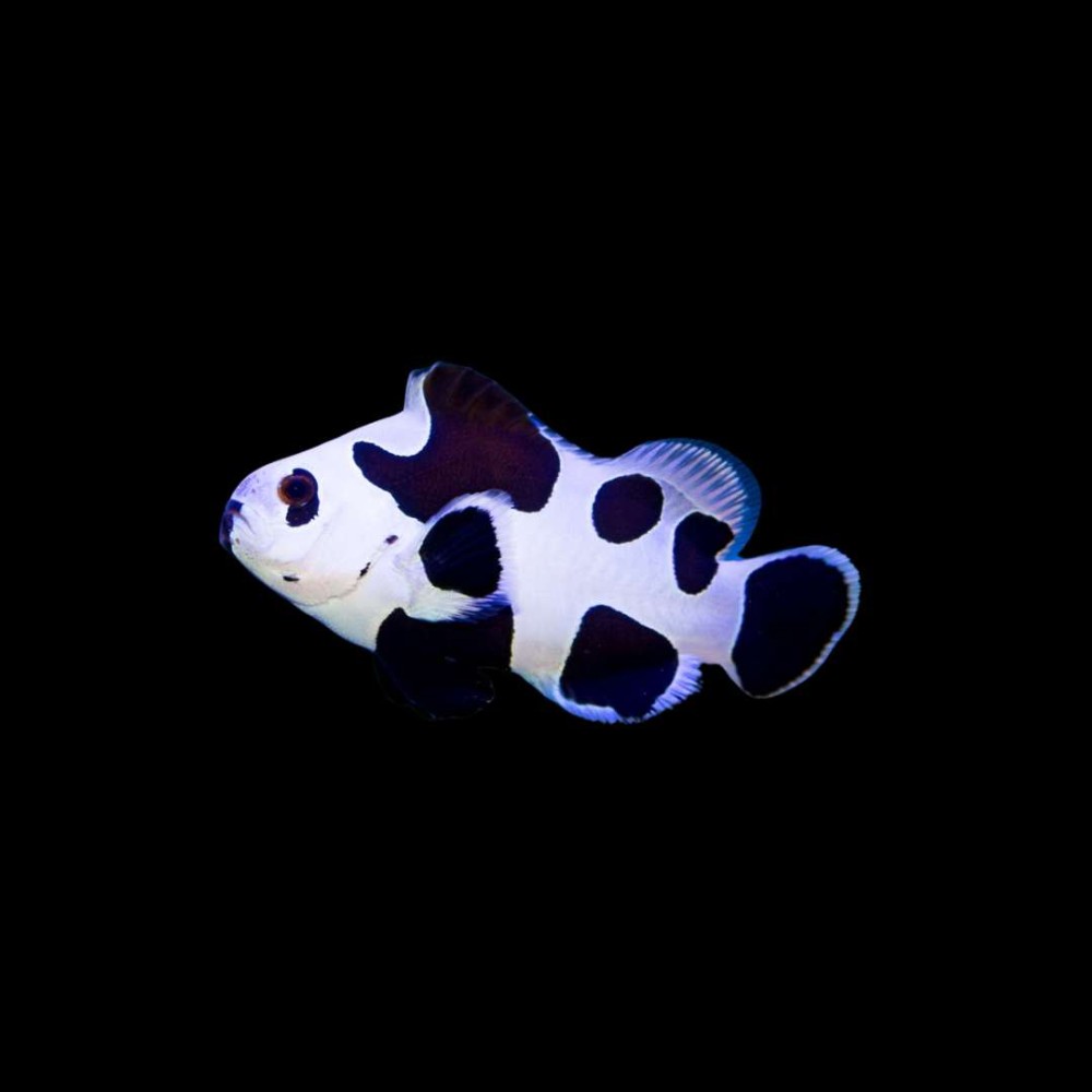 Black storm ocellaris Clown Fish