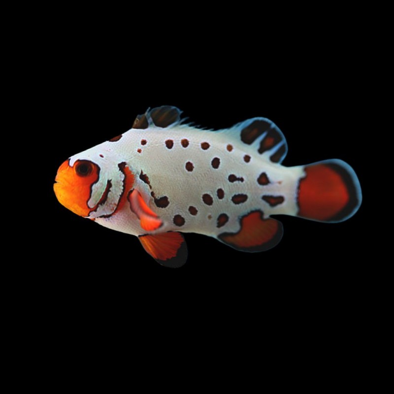 Frostbite Clownfish
