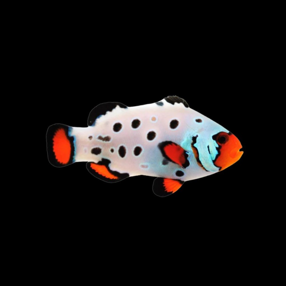 Frostbite Clownfish