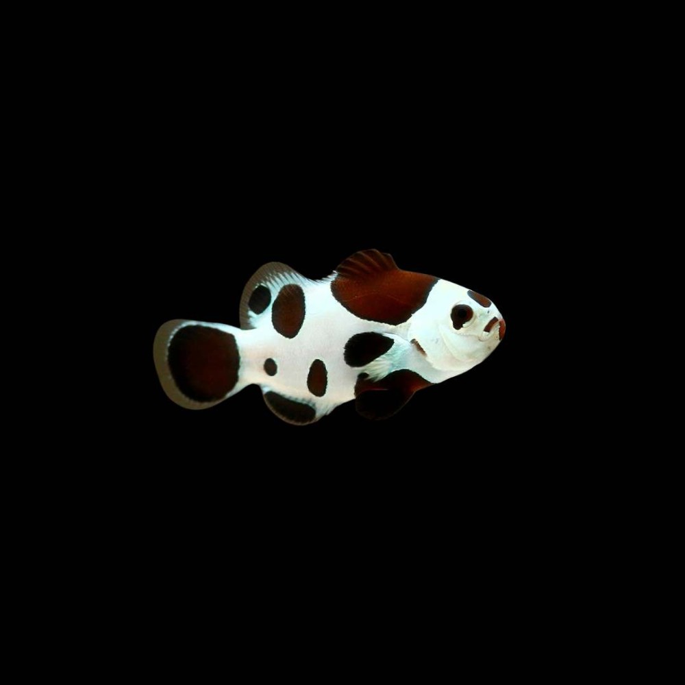 Mocka storm ocellaris Clown Fish