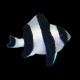 Black-Tailed Humbug