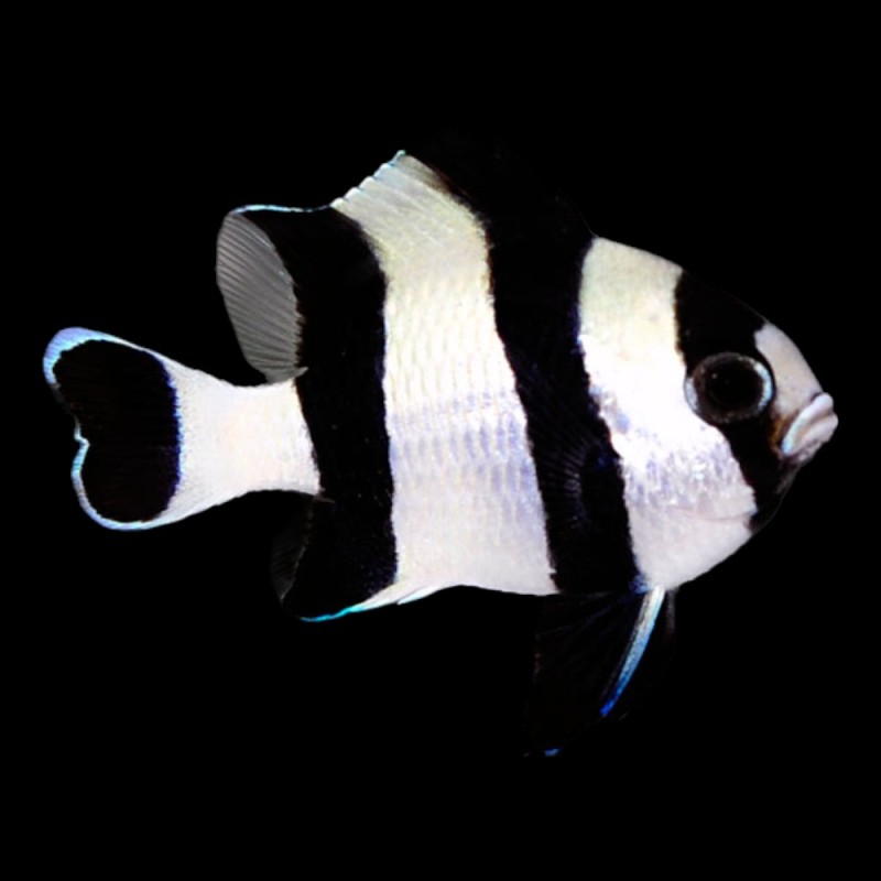 Black-Tailed Humbug