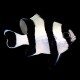 Black-Tailed Humbug