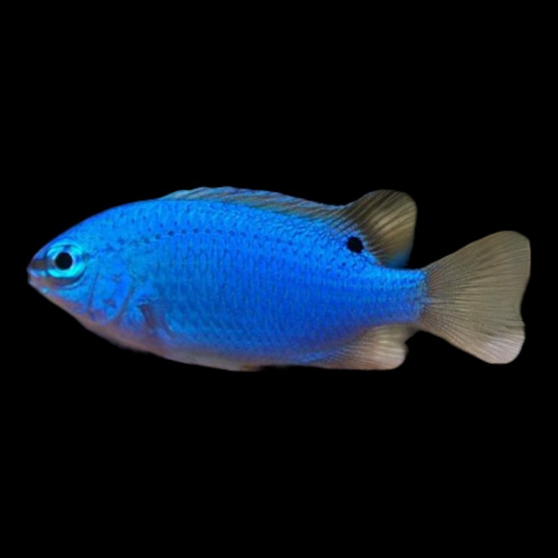 Blue Damsel
