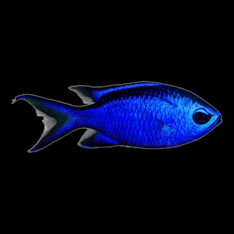 Blue Reef Chromis