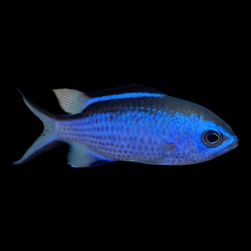 Blue Reef Chromis