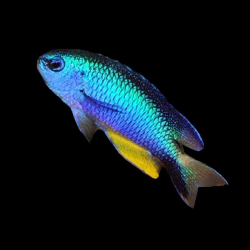 Blue Star Damsel