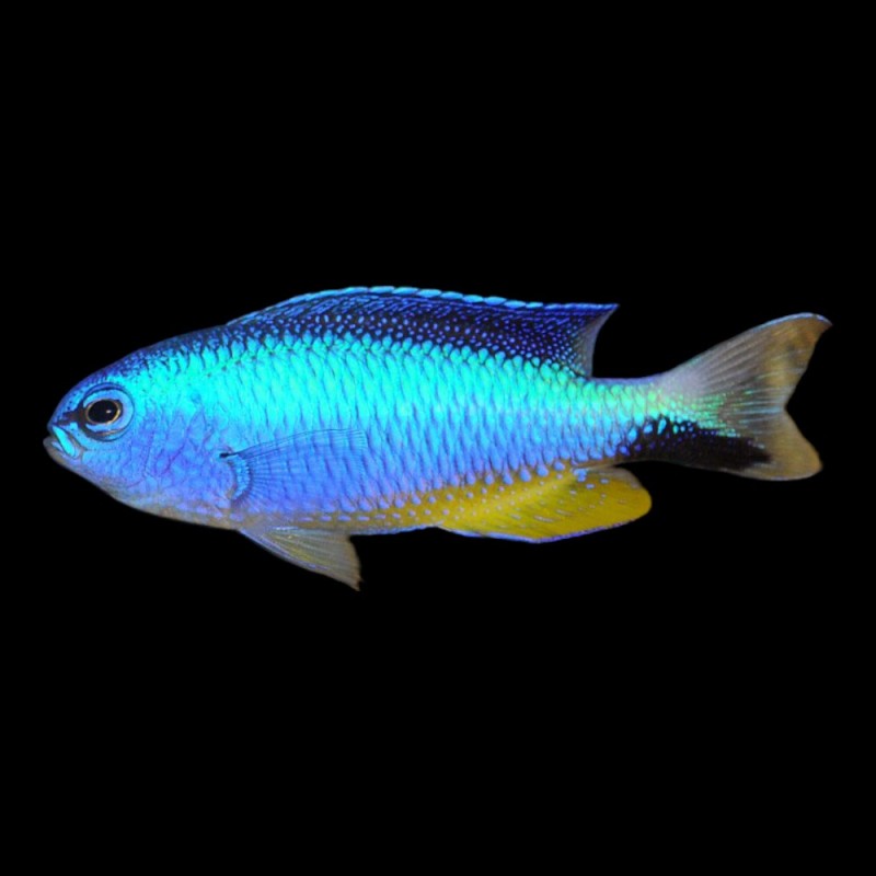 Blue Star Damsel