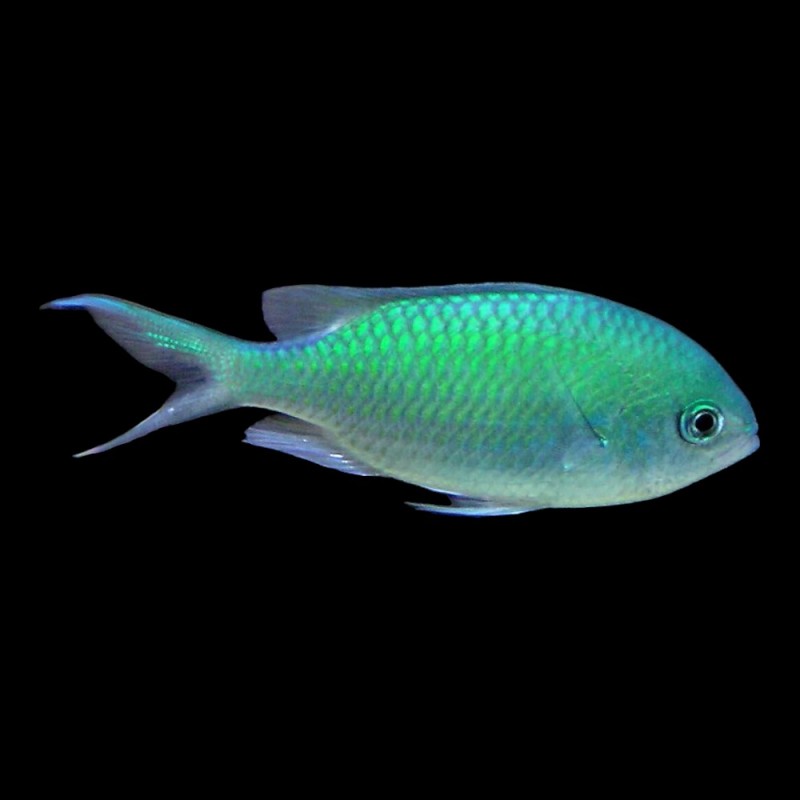 Blue-Green Chromis