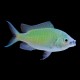 Blue-Green Chromis