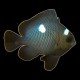 Domino Damselfish