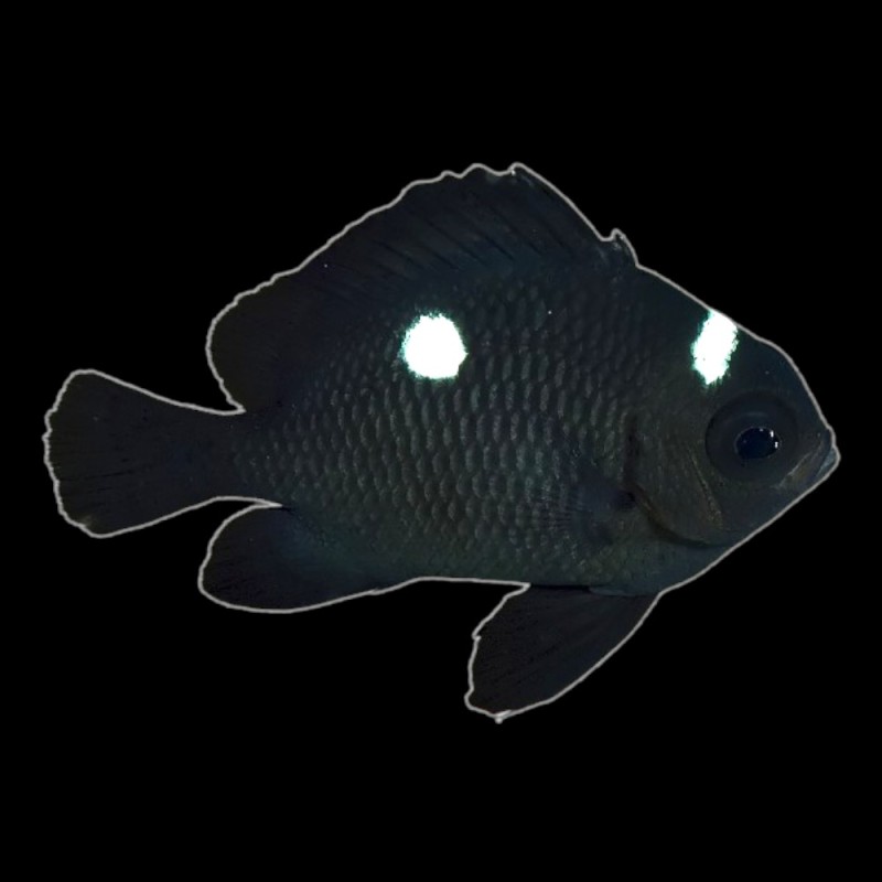 Domino Damselfish