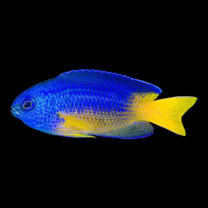 Electric Blue Damsels