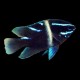 Neon velvet Damsel