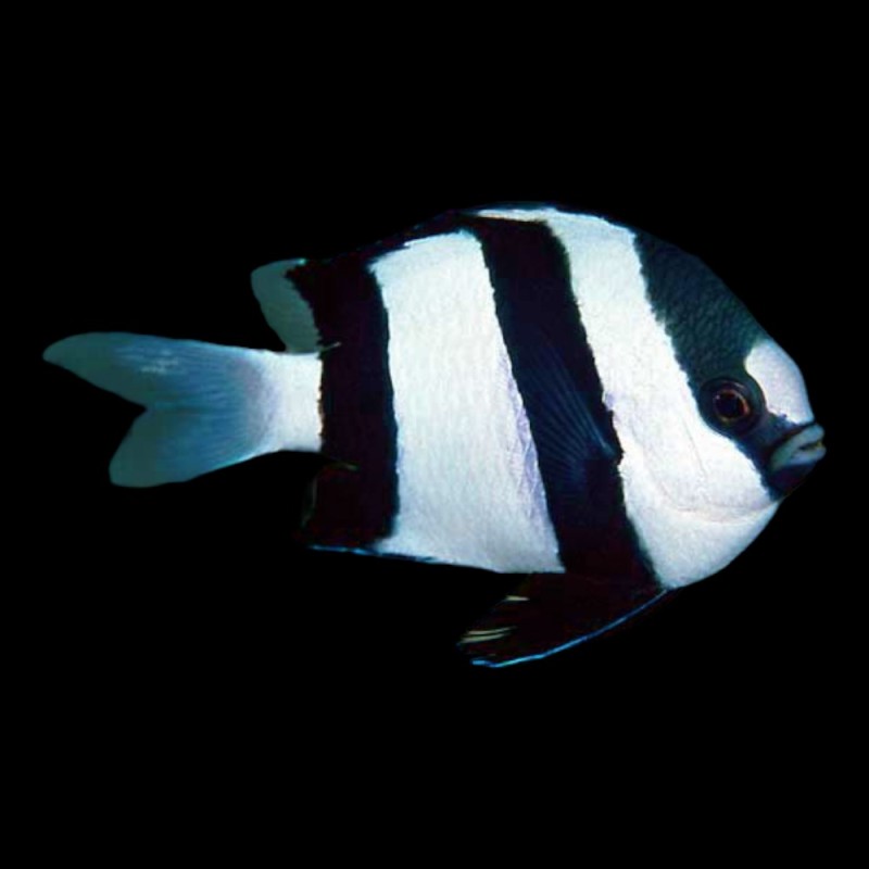 White-Tailed Humbug