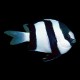 White-Tailed Humbug