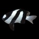 White-Tailed Humbug