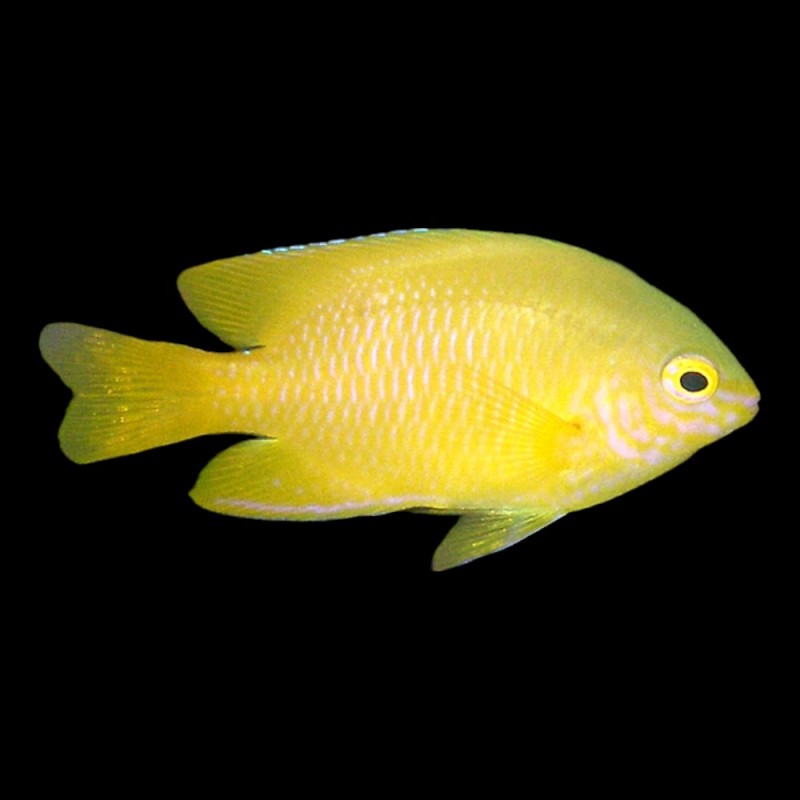 Yellow Damsel