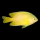 Yellow Damsel