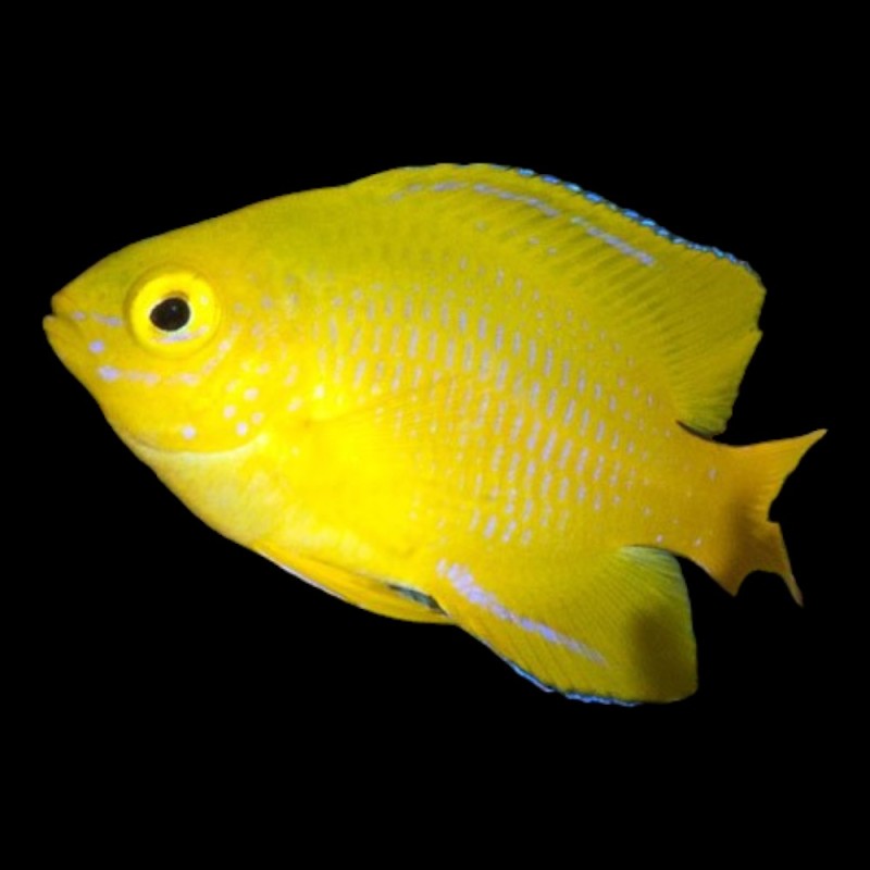 Yellow Damsel
