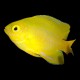 Yellow Damsel
