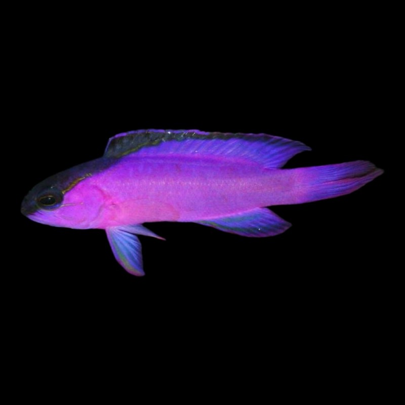 Blackcap Basslet