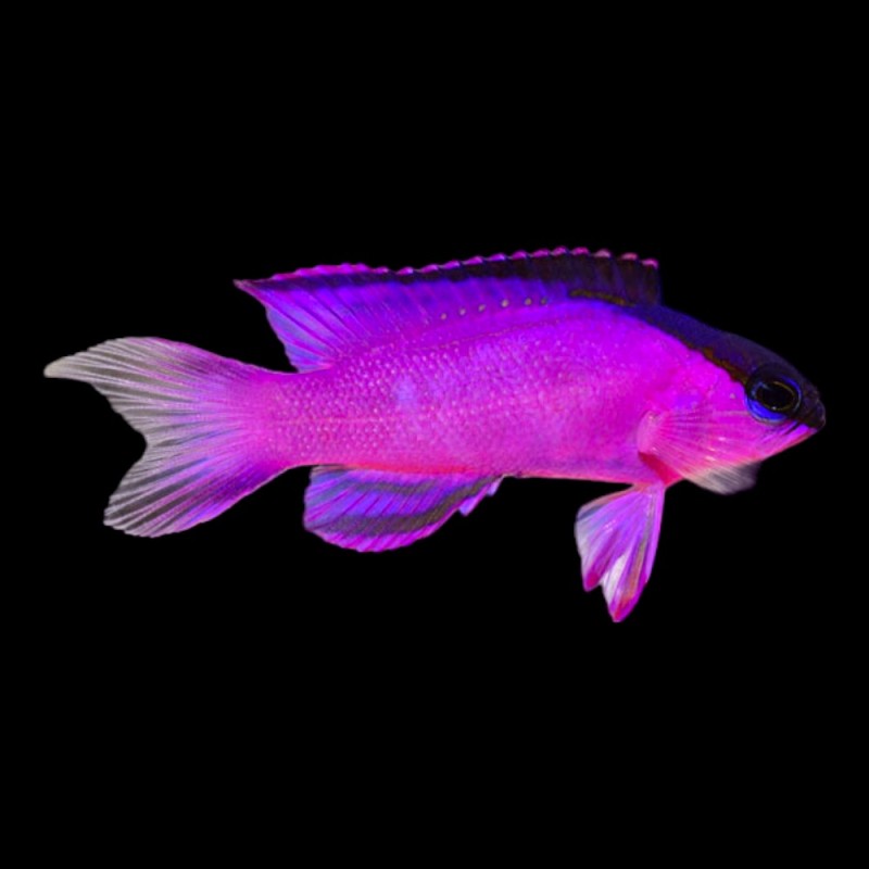 Blackcap Basslet