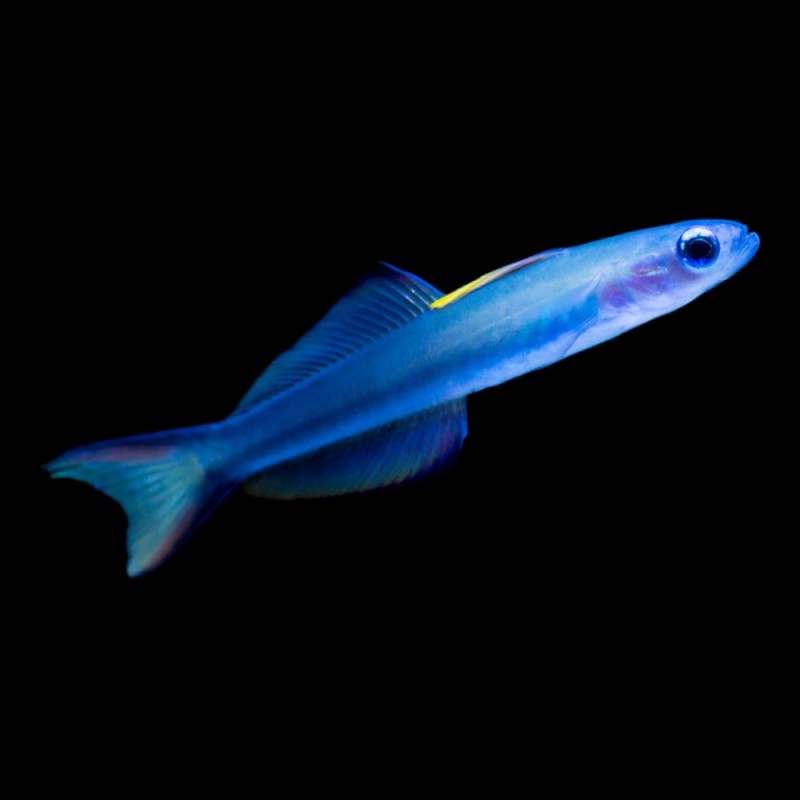 Blue Gadeon Dartfish