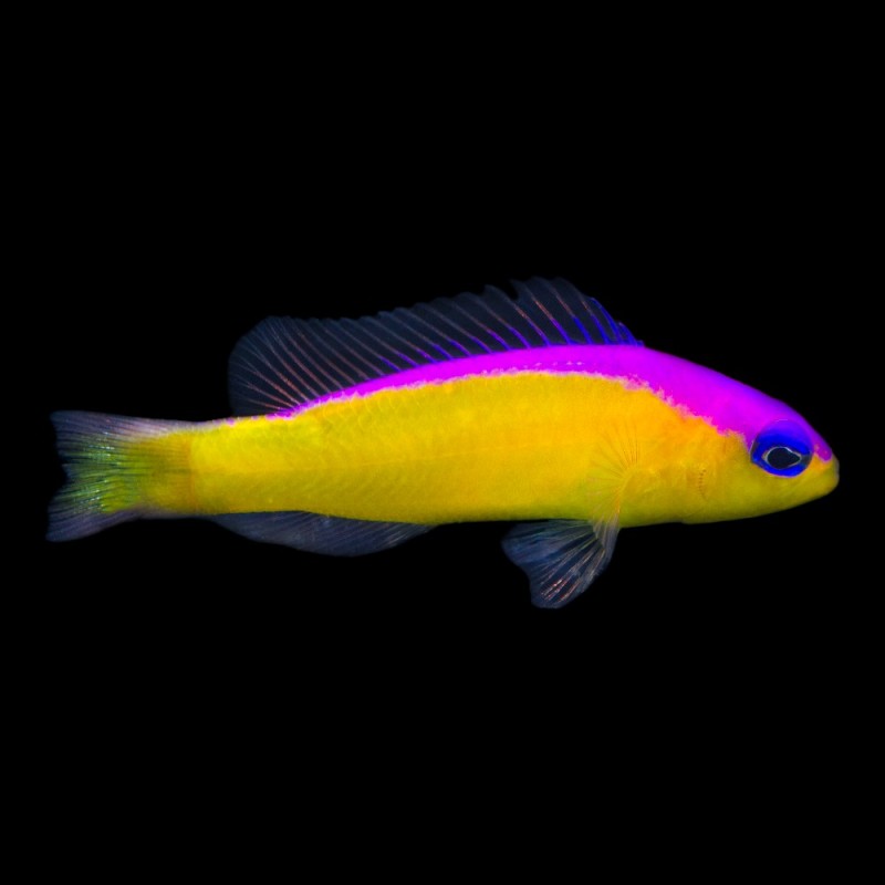 Diadema Dottyback