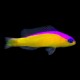 Diadema Dottyback