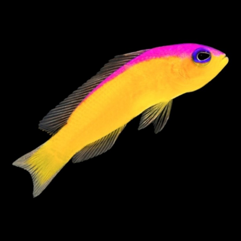 Diadema Dottyback