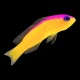 Diadema Dottyback