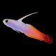 Firefish