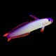 Purple Decorated Firefish