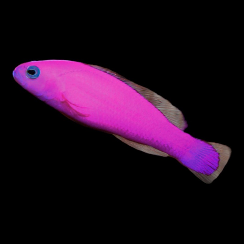 Purple dottyback