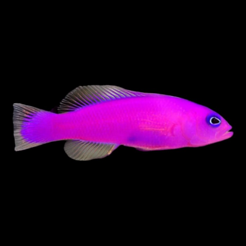 Purple dottyback