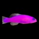 Purple dottyback