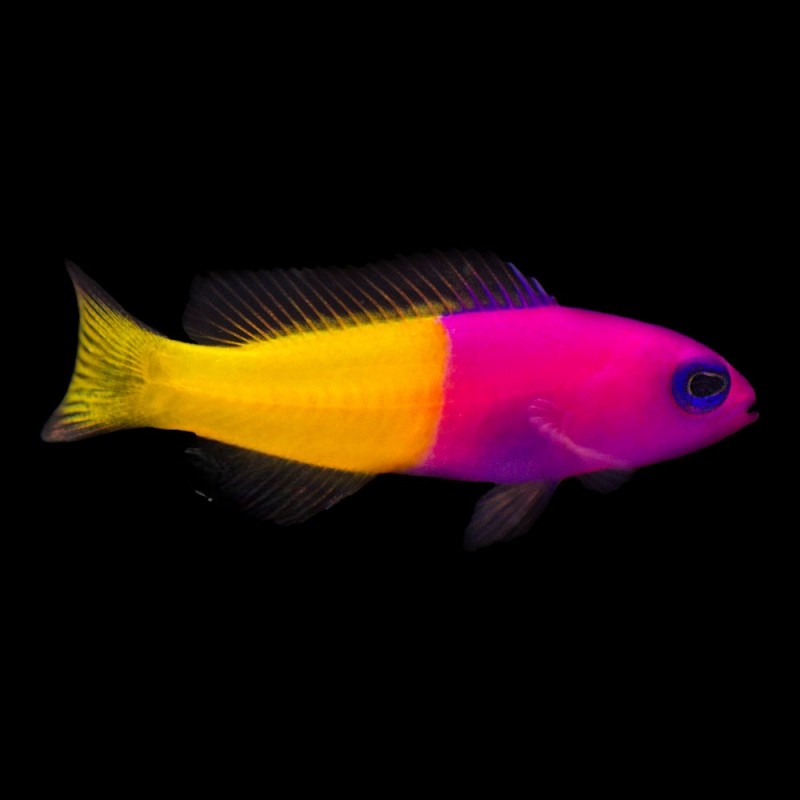 Royal Dottyback