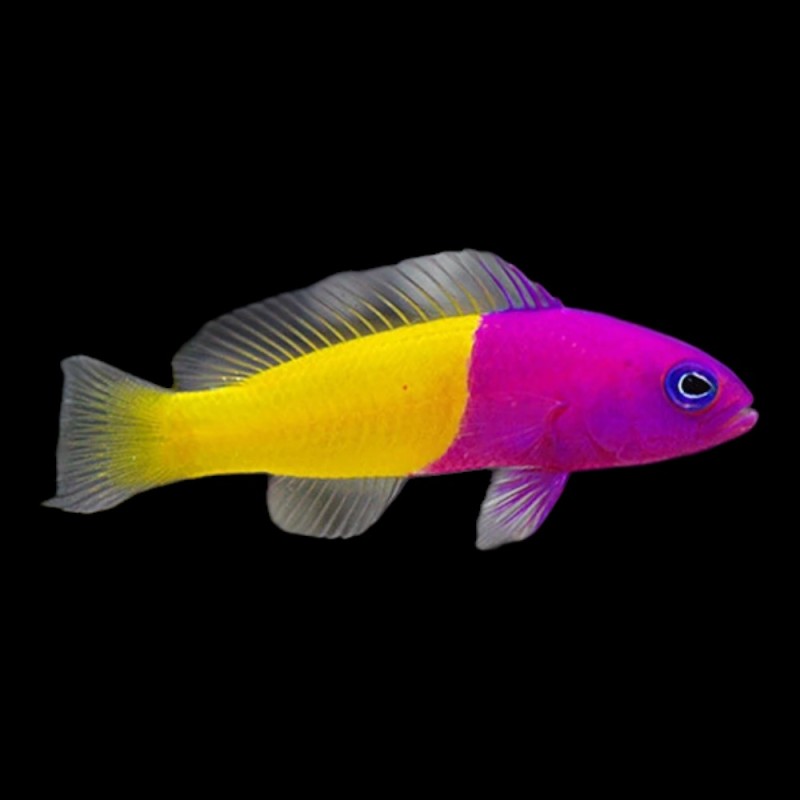 Royal Dottyback