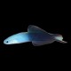 Scissortail Dartfish