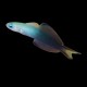 Scissortail Dartfish