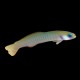 Zebra Dart Dartfish