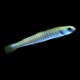 Zebra Dart Dartfish