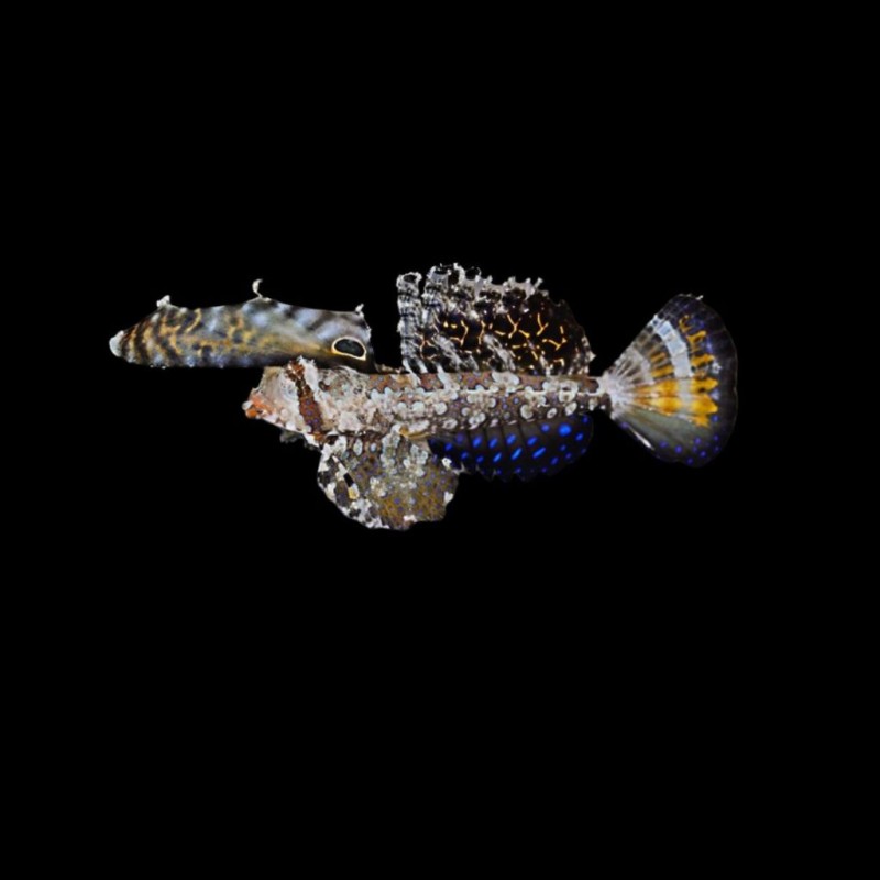 Gurnard Dragonet