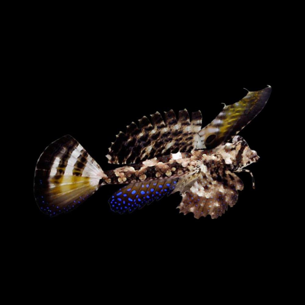 Gurnard Dragonet